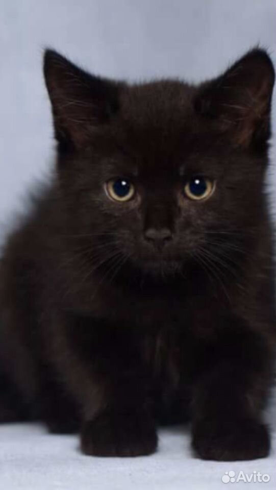Чёрные котята купить на Зозу.ру - фотография № 1