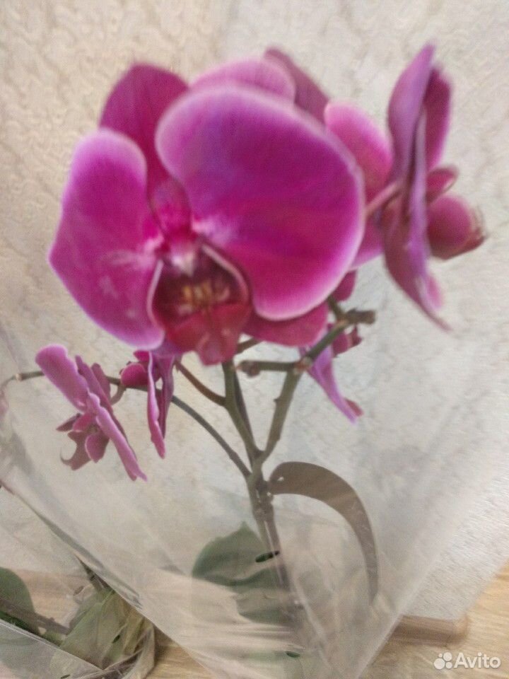 Фаленопсис орхидея сортовые купить на Зозу.ру - фотография № 2