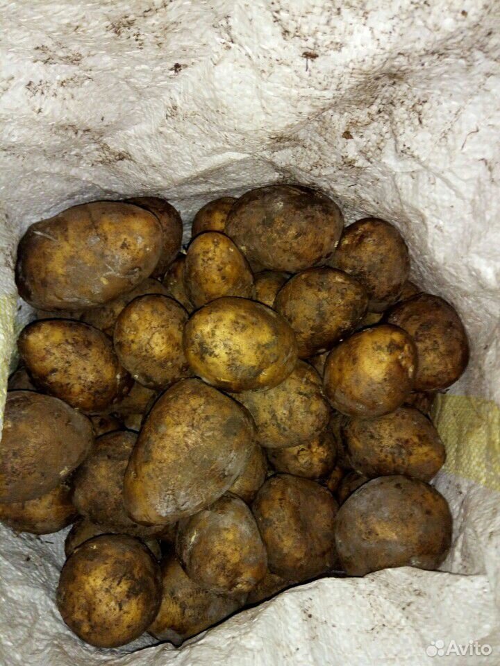 Мешок картофеля мешок куль купить на Зозу.ру - фотография № 2