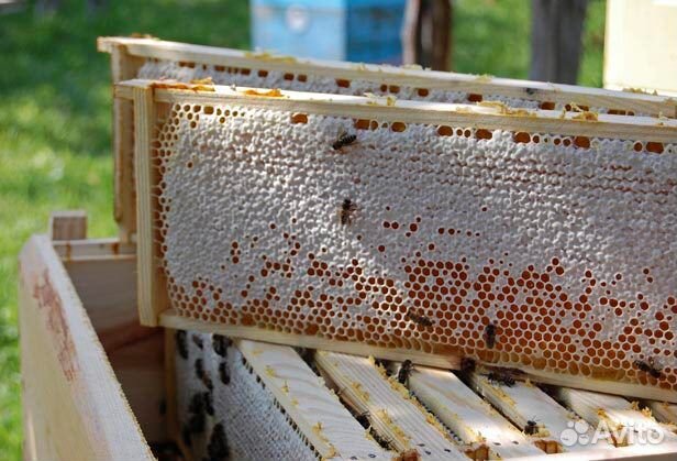Сотовый мёд, мёд в сотах купить на Зозу.ру - фотография № 1