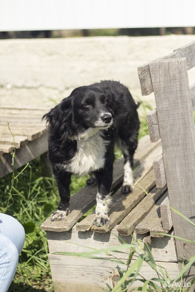 Ищет дом мелкая собачка Боня купить на Зозу.ру - фотография № 2