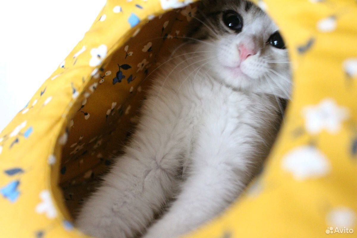 Чудо котята купить на Зозу.ру - фотография № 7