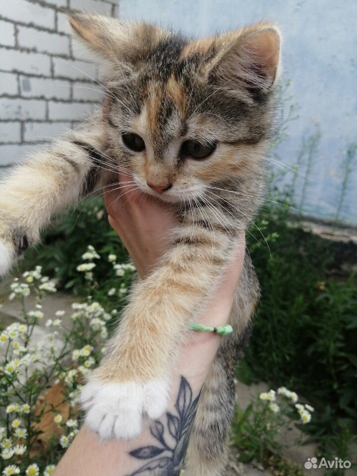 Отдам котят купить на Зозу.ру - фотография № 8