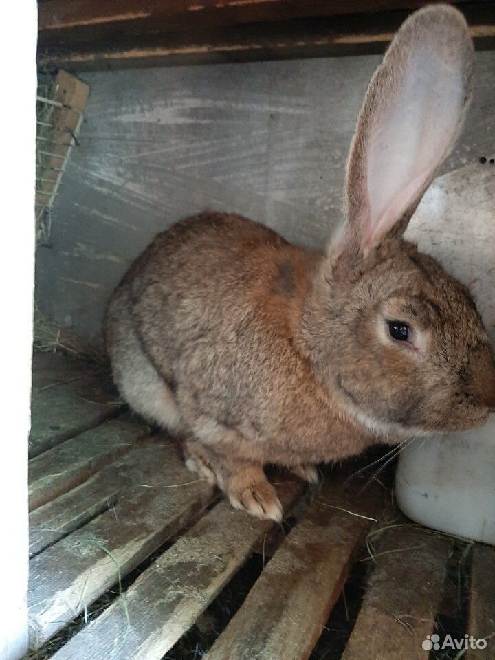 Кролихи с крольчатами купить на Зозу.ру - фотография № 10