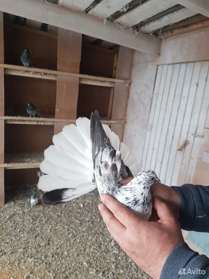 Николаевские голуби купить на Зозу.ру - фотография № 4