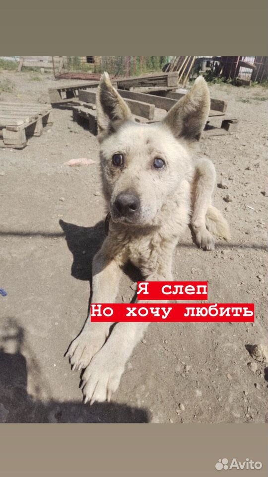 Особенный пёс Маркс ищет семью купить на Зозу.ру - фотография № 1