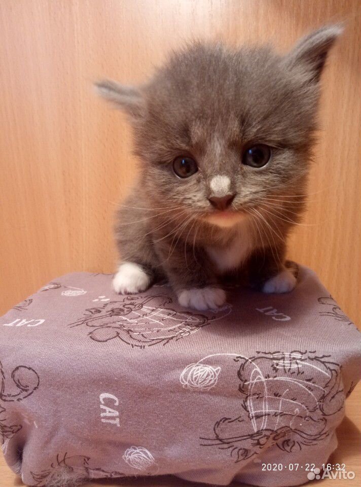 Котята от кошки-крысоловки купить на Зозу.ру - фотография № 1