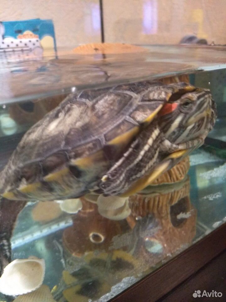 Красноухая черепаха + аквариум купить на Зозу.ру - фотография № 1