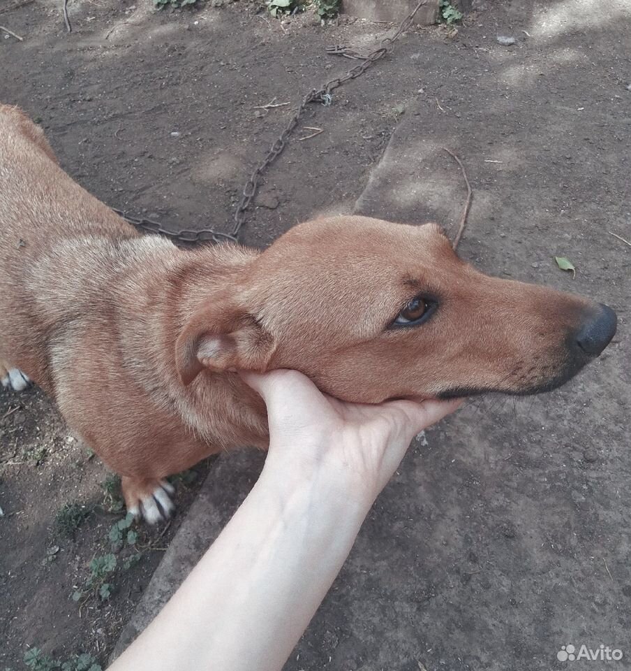 Собака в хорошие руки купить на Зозу.ру - фотография № 1