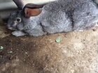 Кролики порода Флаундер объявление продам