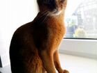 Вязка с абиссинским котом объявление продам
