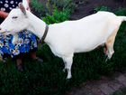 Зааненская коза, козел, козлята объявление продам