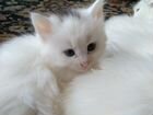 Продаются котята породы турецкая ангора объявление продам