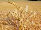 Зерно пшеницы объявление продам
