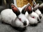 Кролики чистопородные Калифорния и бсс (большое св объявление продам
