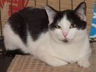 Черно-белый котенок метис Ник объявление продам