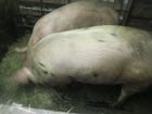 Свинина живым весом объявление продам
