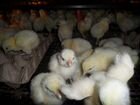 Цыплята бройлерные индюшата инкубационное яйцо объявление продам