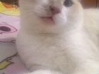 Молодой тайский кот объявление продам