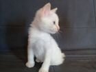Котята породы меконгский бобтейл объявление продам