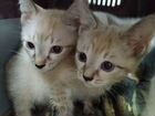 Котята тайские объявление продам