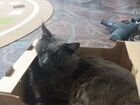 Кот и кошка объявление продам