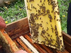 Пчелы, пчелопакеты, семьи