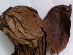 Листья индийского миндаля
