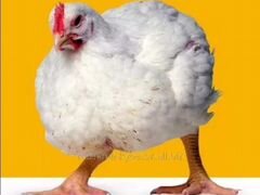 Цыплёнок Кобб500