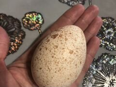 Инкубационное Яйцо индейки 120р, индюшата суточные