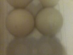 Инкубационное яйцо индоутки