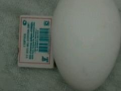 Гуси Холмогорские, инкубационное яйцо
