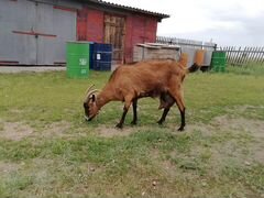 Продам дойных коз и молодняк породы чешская коричн