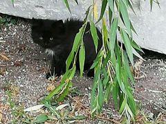 Котенок черный пушистый
