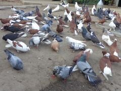 Продаются николаевские голуби