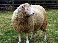 Баран овцы