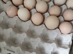 Инкубационные яйца бройлер, утки, гуси, индейка