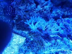 Аквариумные кораллы