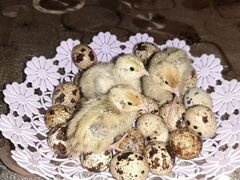 Яйца перепелиные инкубационные Феникс