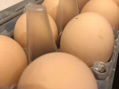 Адлерские серебристые, яйцо на инкубацию