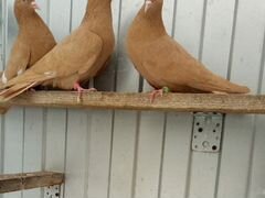 Бойные голуби