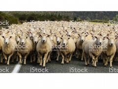Продаются овцы 60 голов.Курдючные