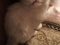 Персидский кот (вязка)