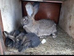 Продам домашних кроликов, живьём либо мясом 500 ру