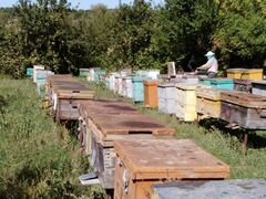 Пчелосемьи Пчелопакеты Пчёлы