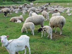 Овцы, козы приму в стадо