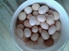 Яйца серебрянки и брама
