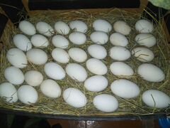 Инкубационное яйца, куриные, гусиные