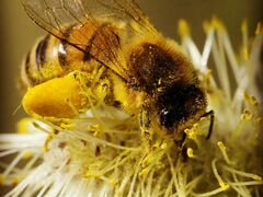 Продам пчеласемьи