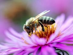 Пчелы среднерусской породы